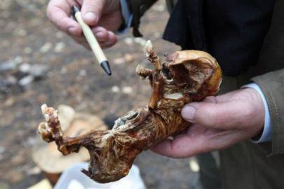 Мутантите на Чернобил: шок и ужас! (галерия)