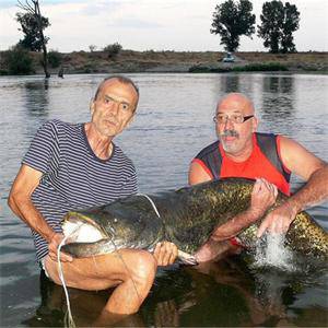 Хванаха най-големият речен сом в Марица 5 11637