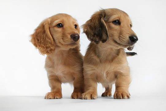 Бау-бау! Концентрирай се