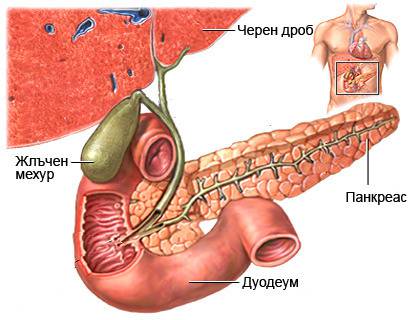 Камъни в жлъчката или жлъчнокаменна болест