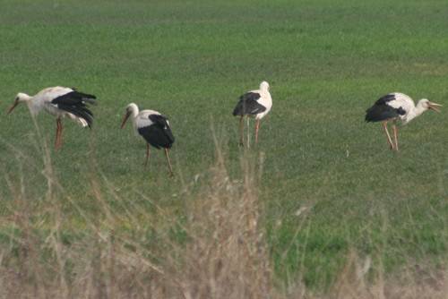 Първите щъркели долетяха