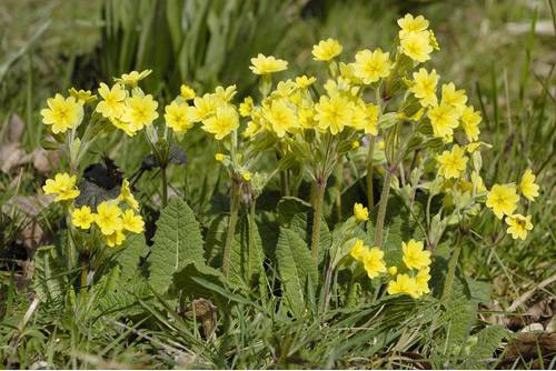 Иглика – при нервни кризи и стрес