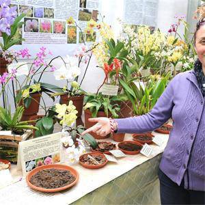 ОрхИДЕИ (галерия) 3078