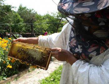 И пчеларите тръгват на протест