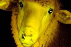 Учени създадоха овце, които светят в тъмното (видео)