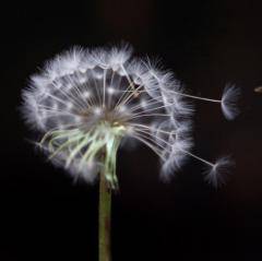 Генетични мутации са в основа на алергиите