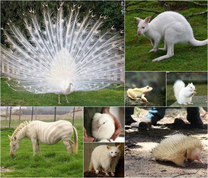 Чудесата на природата: 25 чистобели животни, които може и никога да не видиш