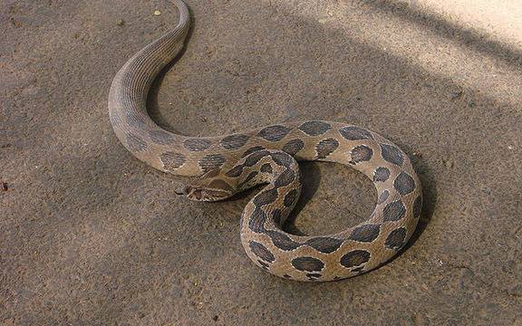 Шокиращо видео, показващо последствията от ухапването на Отровницата на Ръсел