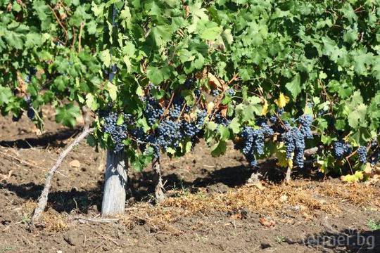 30% ръст от добивите на грозде от собствени лозя отчита Винпром Пещера