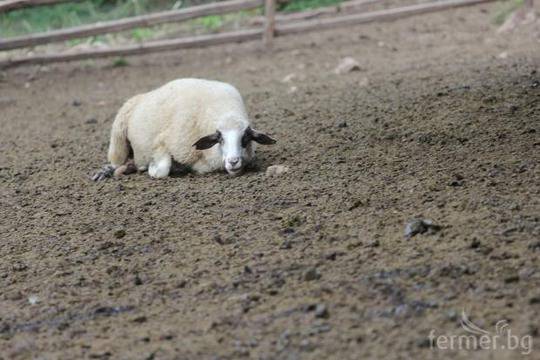 Златка Възелова: До 10-и януари 2014 ще изплатим субсидиите за животни