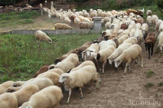 МЗХ отмени забраната за придвижване на животни в част от районите, засегнати от шарка