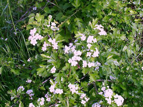 Рецепта за вечна младост