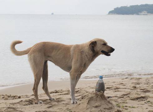 Избиват кучета с кабърчета и карфици
