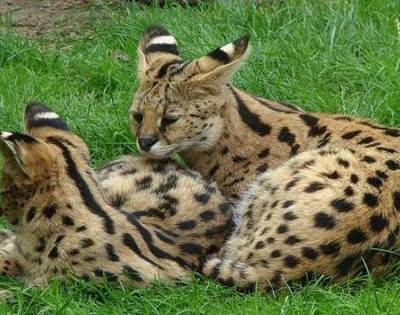 Искате домашен любимец? Вземете си каракал, модерно е