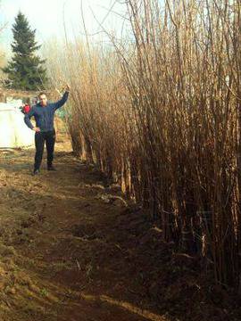 Овощен посадъчен материал – Овощен разсадник – Продажба на овощни дръвчета