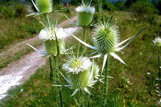 Екстракт от бял трън лекува редки редки мозъчни тумори