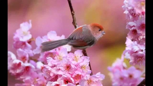 Честита първа пролет!