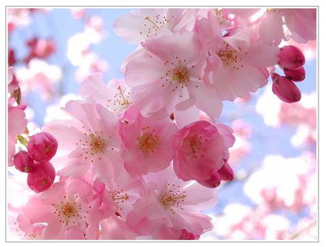 Пролет, Петя Дубарова