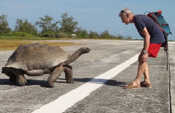 Възбудена костенурка подгони воайор (ВИДЕО)
