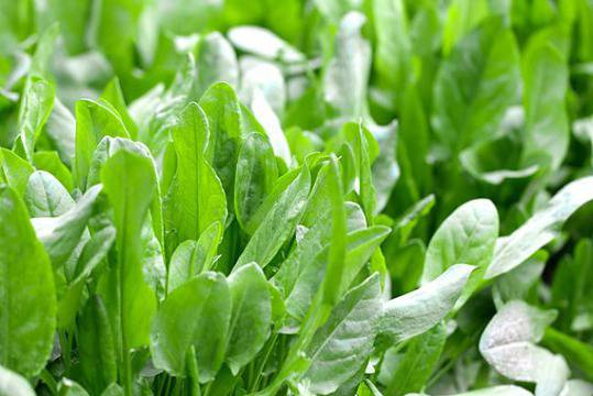 Лапад – непретенциозен, но много полезен