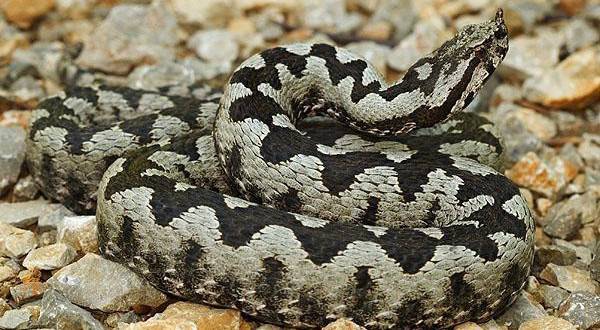 Как да разпознаем една змия дали е Пепелянка или не!