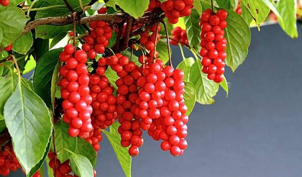 Шизандра (Китайски лимонник)