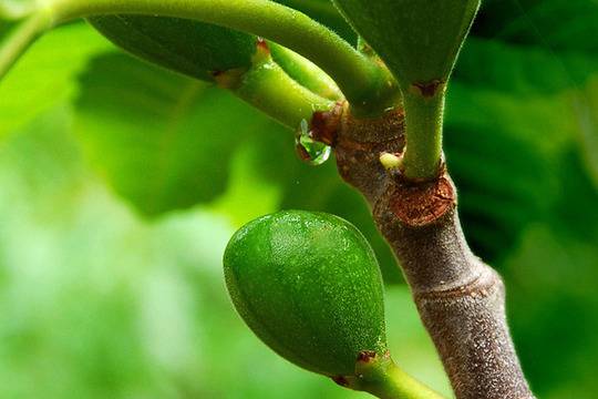 15 златни правила за здравословно хранене от Петър Дънов