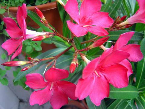 Размножаване на Зокум