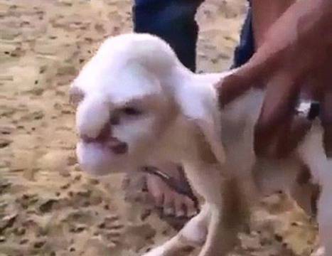 УЖАС! Овца роди агне с човешко лице