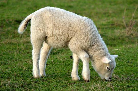 30 мисли на тема вегетарианство от известни личности