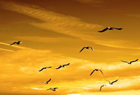 Притча за семейството, децата и щастието