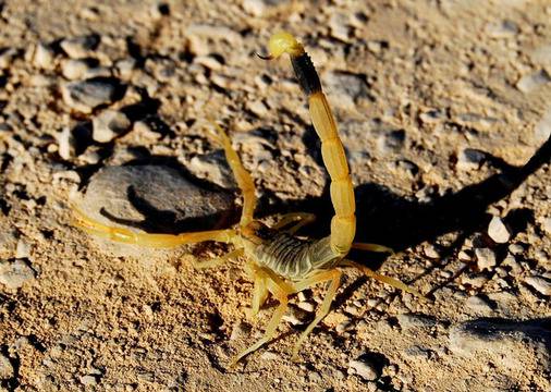 Отрова от скорпиони е следващата крачка в борбата с рака