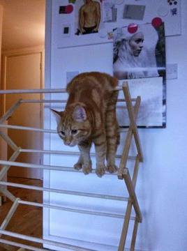 Забавни картинки