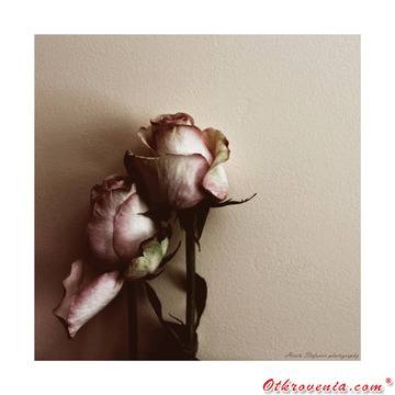 Христо Стефанов (ico10) – Интимно – фото: Природа