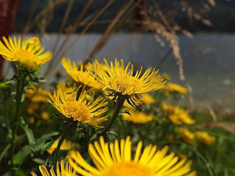 Билка Глухарче – корен. За какво се употребява, къде я намерим