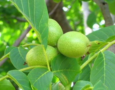 Домашен ликьор от зелени орехчета срещу пролетна умора и акне