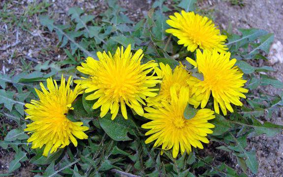 7 здравословни ползи от глухарчето