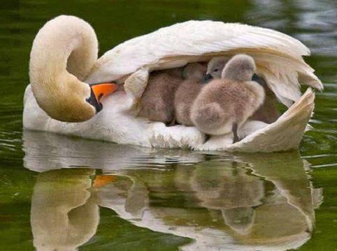 Забавни картинки