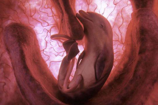 10 удивителни снимки на ембриони от различни животински видове