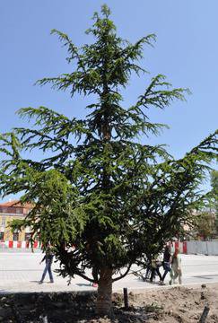 10-метров атласки кедър ще хвърля сянка на пл. „Св. Св. Кирил и Методий“