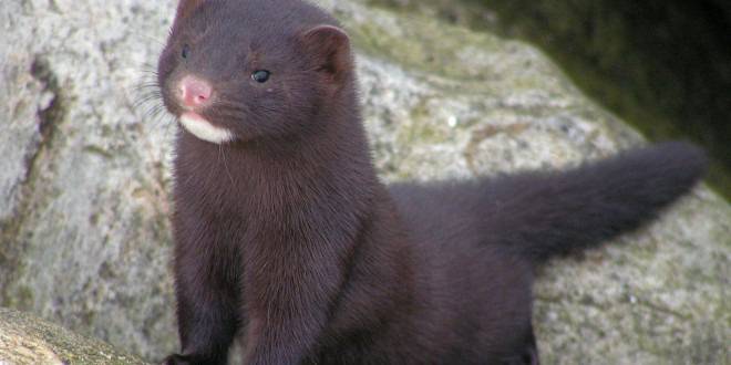 Организация за защита на животните “Четири лапи”: Убиването на норки заради кожата им е престъпление