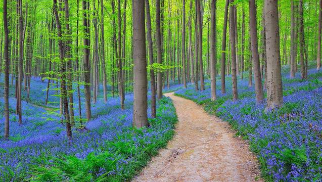Едни от най-красивите гори в света