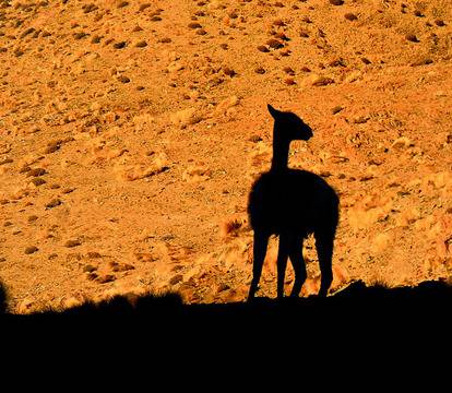 Един от всеки 6 вида е на път да изчезне