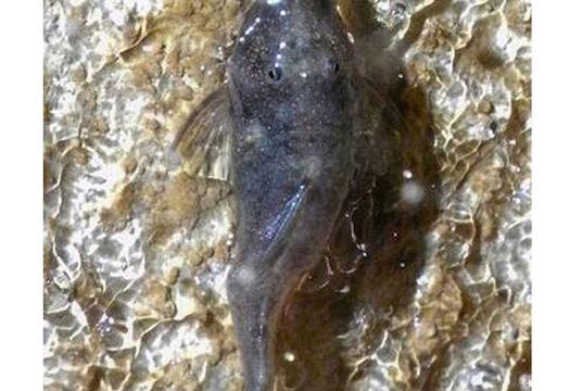 В Амазония откриха пещера с пълзящи по стената риби