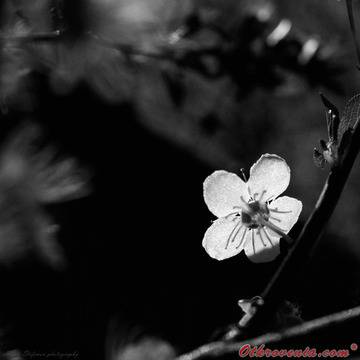 Христо Стефанов (ico10) – Озарение – фото: Природа, Макро