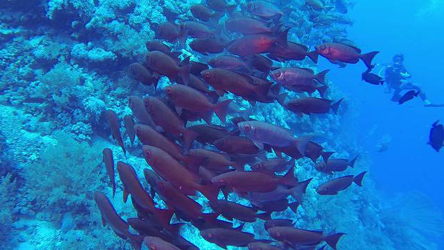 Вижте този епичен филм заснет от FilterDigest в Червено море