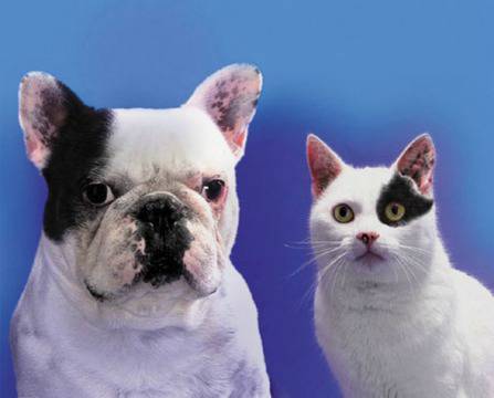 10 начина да се справим с имитаторите