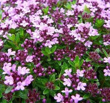 Пет природни средства за детоксикация