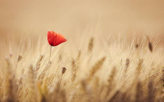 Петър Дънов: За силата на мисълта