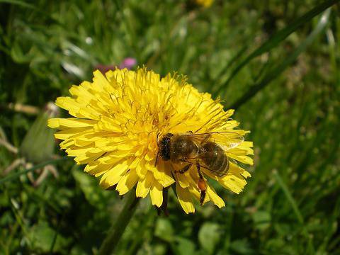 Срещу рак: Корен от глухарче е по-ефективен от химиотерапията